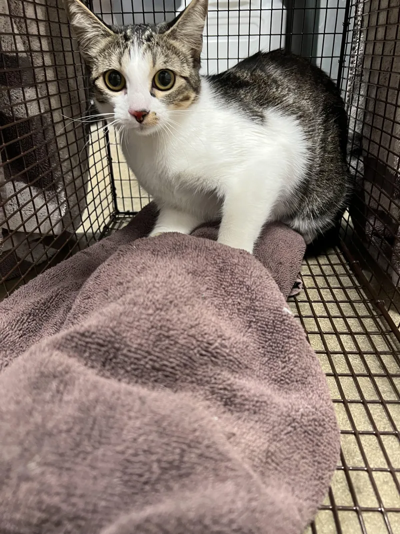 A young medium-sized female American Shorthair cat named Tiny for adoption in Chatsworth, CA