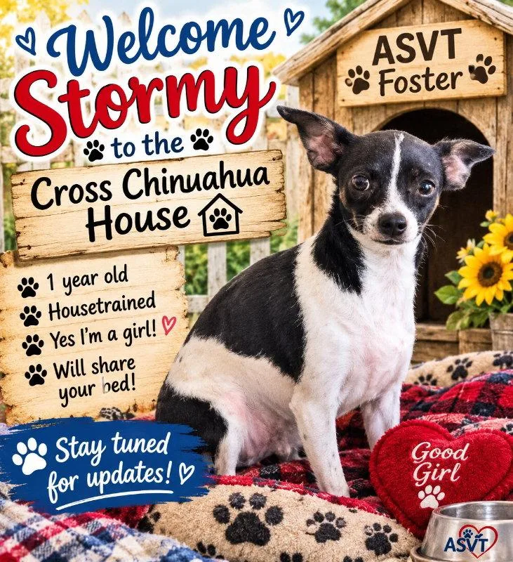 A young small-sized female Chihuahua dog named Stormy for adoption in Montgomery, TX