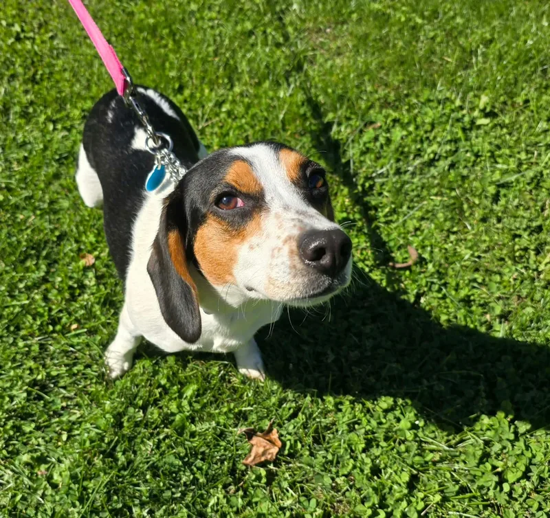 A young small-sized female Tricolor (Brown, Black, & White) Beagle dog named Stella for adoption in St. Clairsville, OH