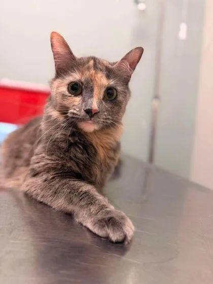 An adult large-sized female Domestic Short Hair cat named Storm for adoption in Annapolis, MD