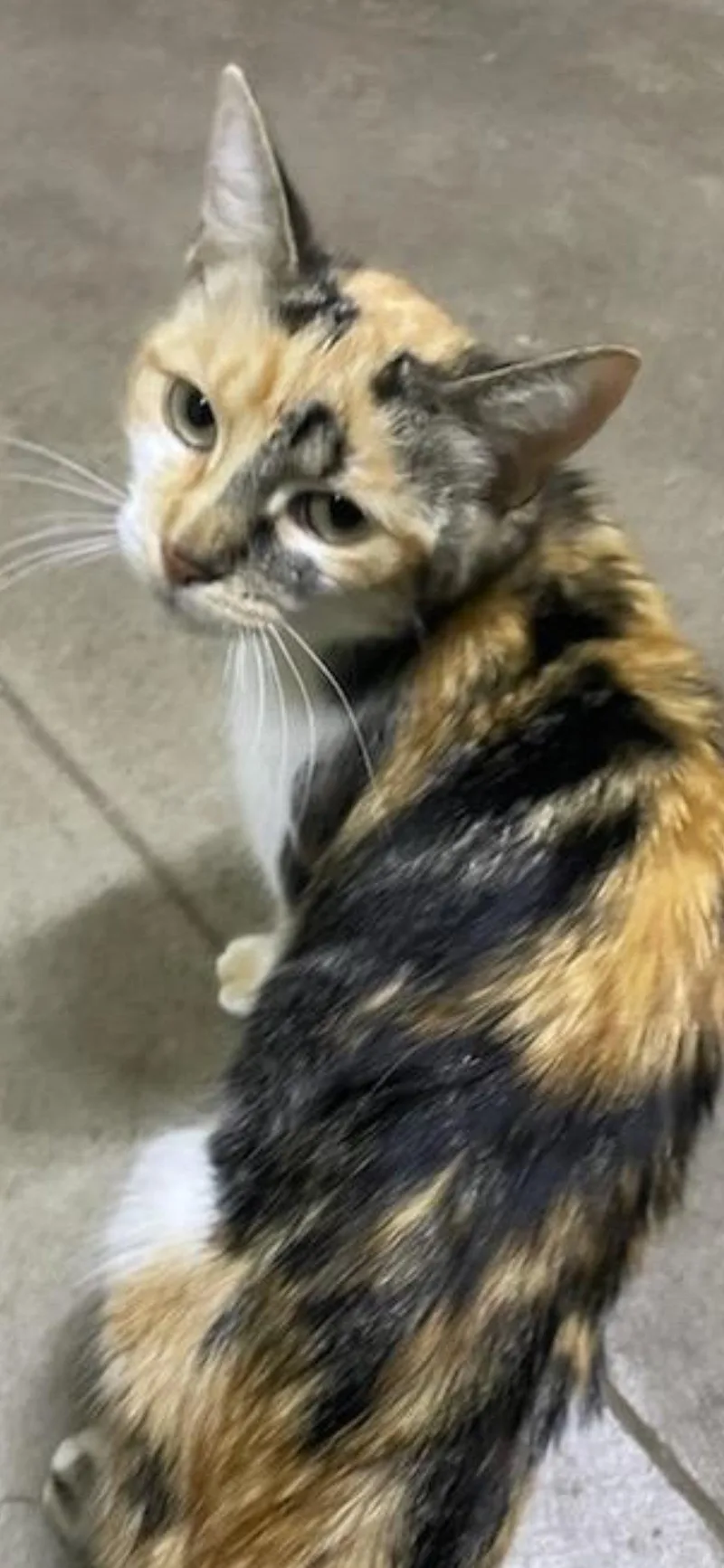 A young medium-sized female Calico cat named Kali Kat for adoption in Marine City, MI