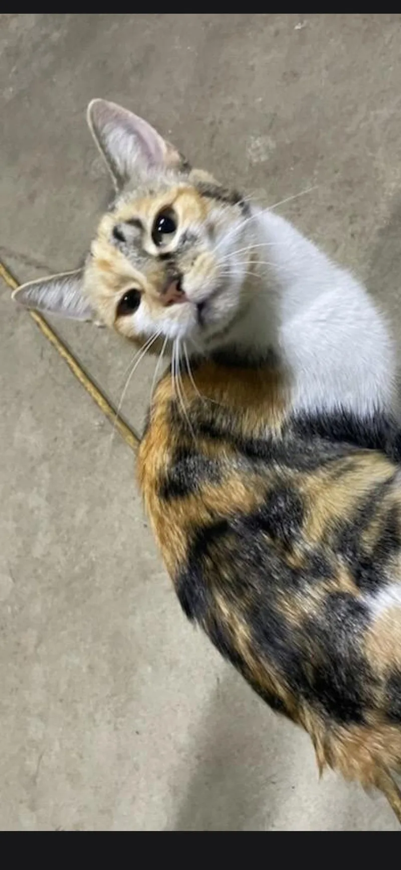 Kali Kat thumbnail 3