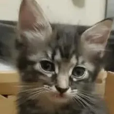 Pepper