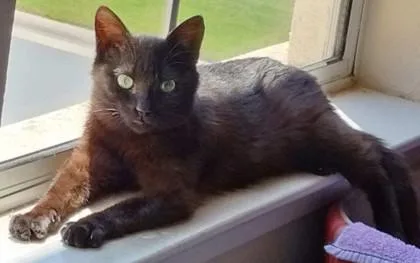 A young small-sized male Domestic Medium Hair cat named Twister for adoption in Roseville, CA