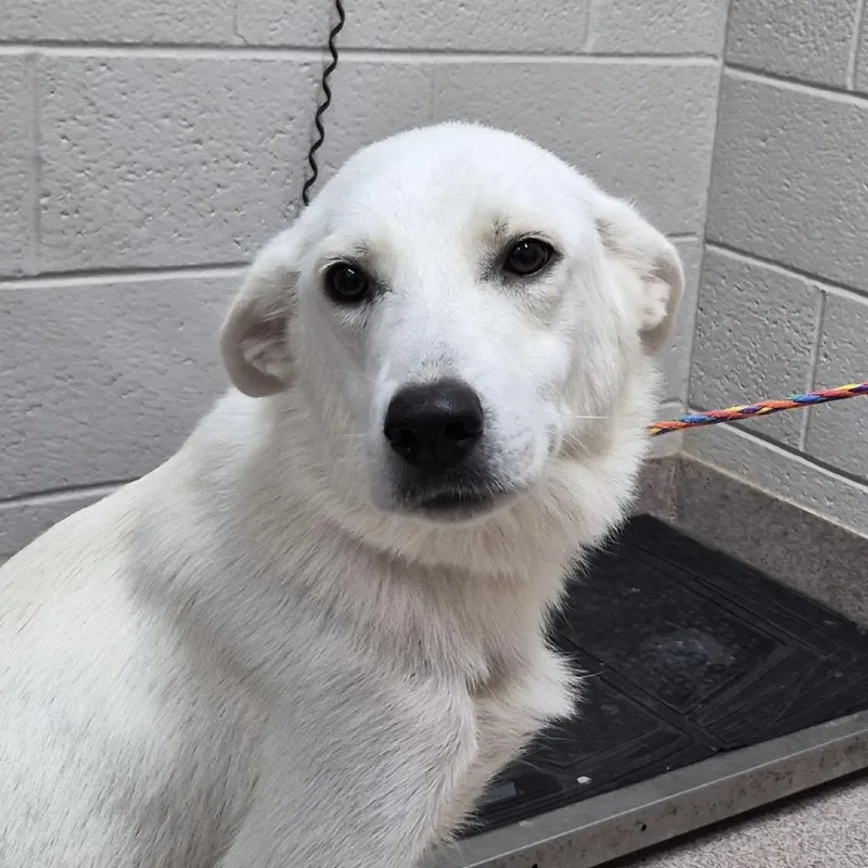 An adult medium-sized female White / Cream Great Pyrenees dog named Halo for adoption in Ardmore, OK