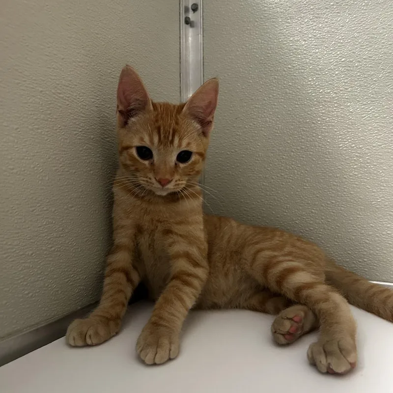 A baby small-sized male Orange / Red Domestic Short Hair cat named Mustard for adoption in Chesapeake, VA