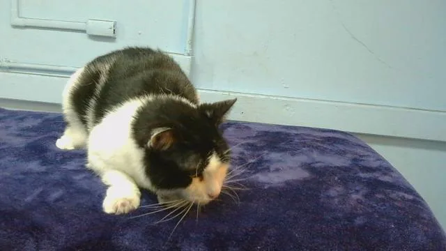 An adult medium-sized female Domestic Short Hair cat named Maui for adoption in Gardena, CA