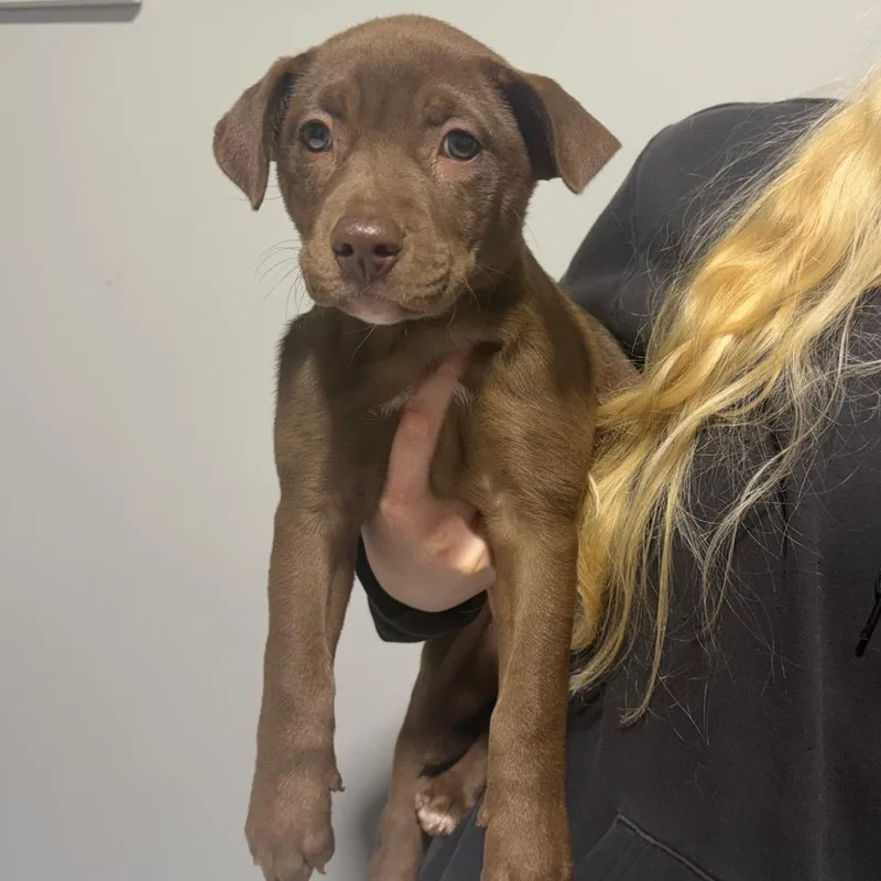 A baby small-sized female Brown / Chocolate Mixed Breed dog named Pot for adoption in Wappingers Falls, NY