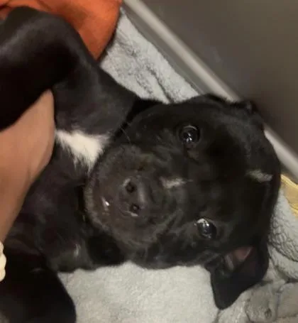 A baby large-sized male Mixed Breed dog named Kai for adoption in Munster, IN