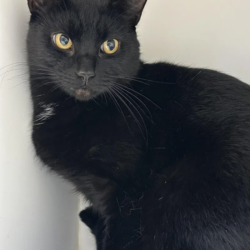 An adult medium-sized male Domestic Short Hair cat named Glen for adoption in Manassas, VA
