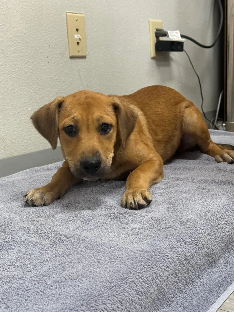 A baby medium-sized female Labrador Retriever dog named Asencia for adoption in Sorrento, LA
