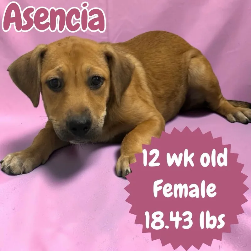 Asencia thumbnail 2