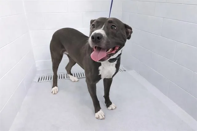 An adult medium-sized female American Bulldog dog named Rain for adoption in Winter Haven, FL