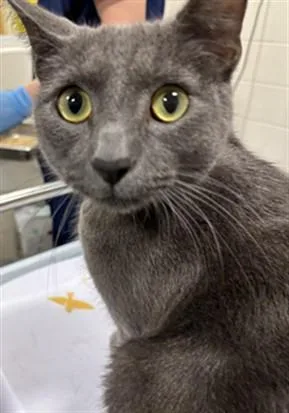 A young medium-sized male Domestic Short Hair cat named Asher for adoption in Upper Marlboro, MD