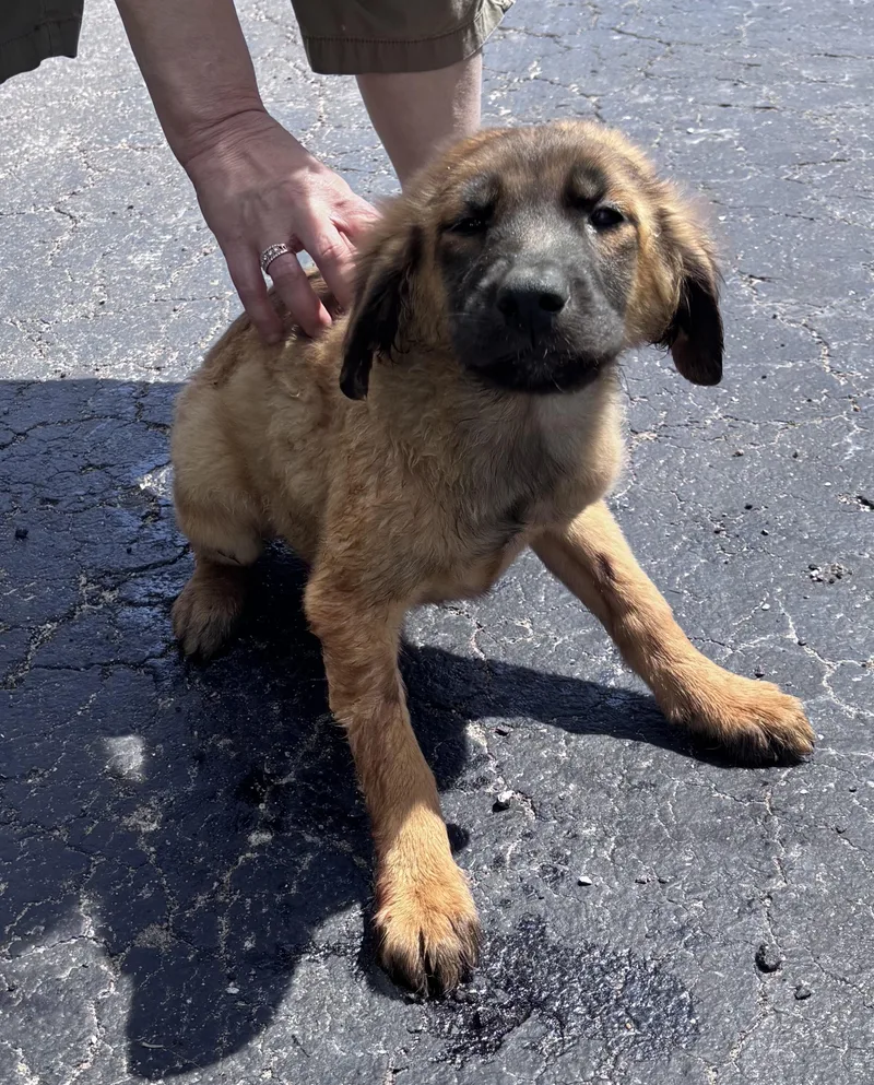 A baby medium-sized female Golden German Shepherd Dog dog named Jasmine for adoption in Watertown, CT