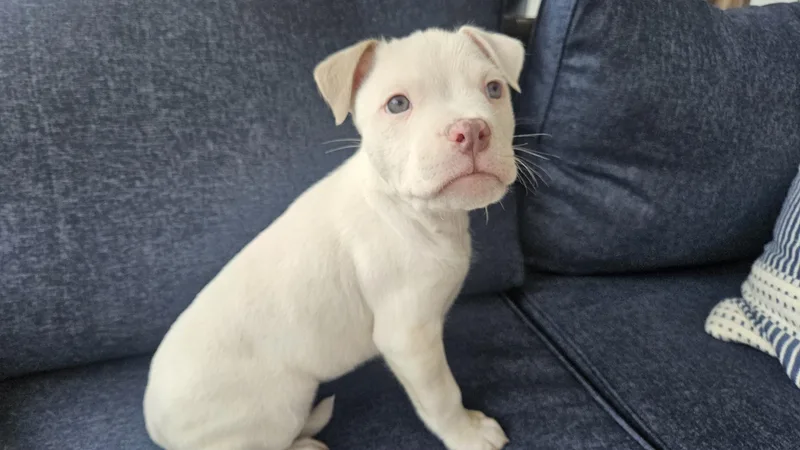 Woodstock thumbnail 2