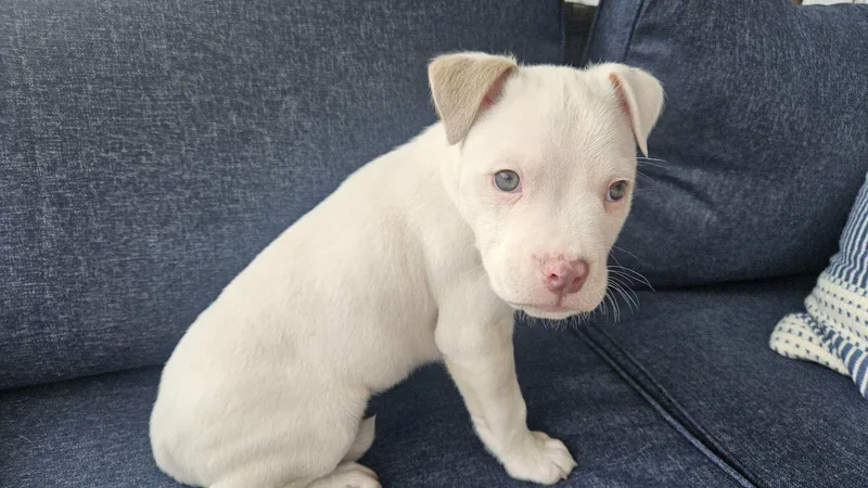 Woodstock thumbnail 3