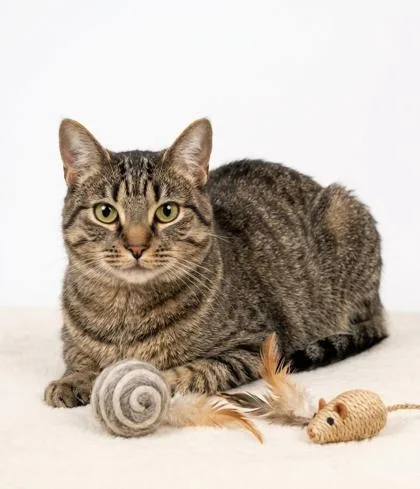 A young small-sized female Domestic Short Hair cat named Felicia for adoption in Cumming, GA