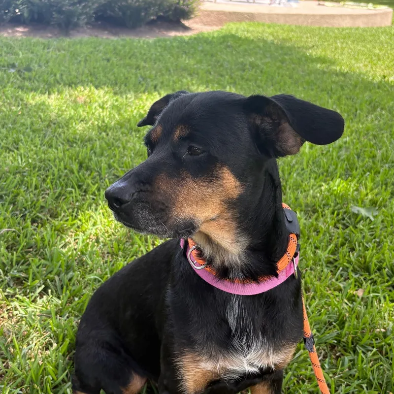An adult medium-sized female Black Rottweiler dog named Rosie for adoption in Houston, TX