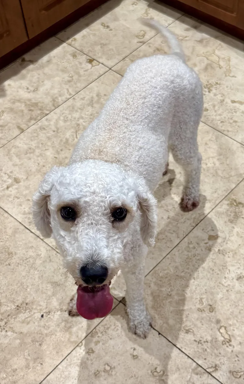 Hypoallergenic Purebred Mini Poodle