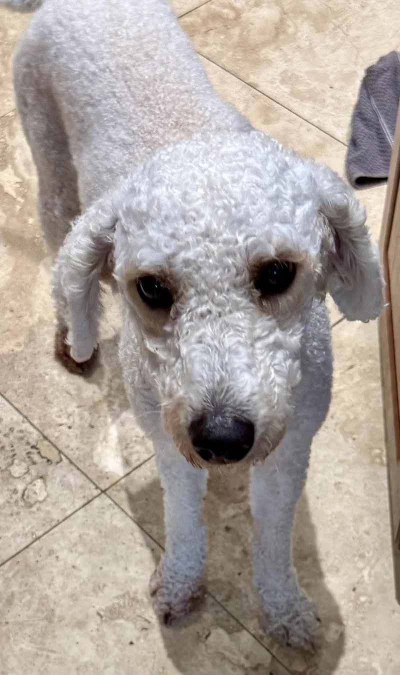 Hypoallergenic Purebred Mini Poodle thumbnail 2