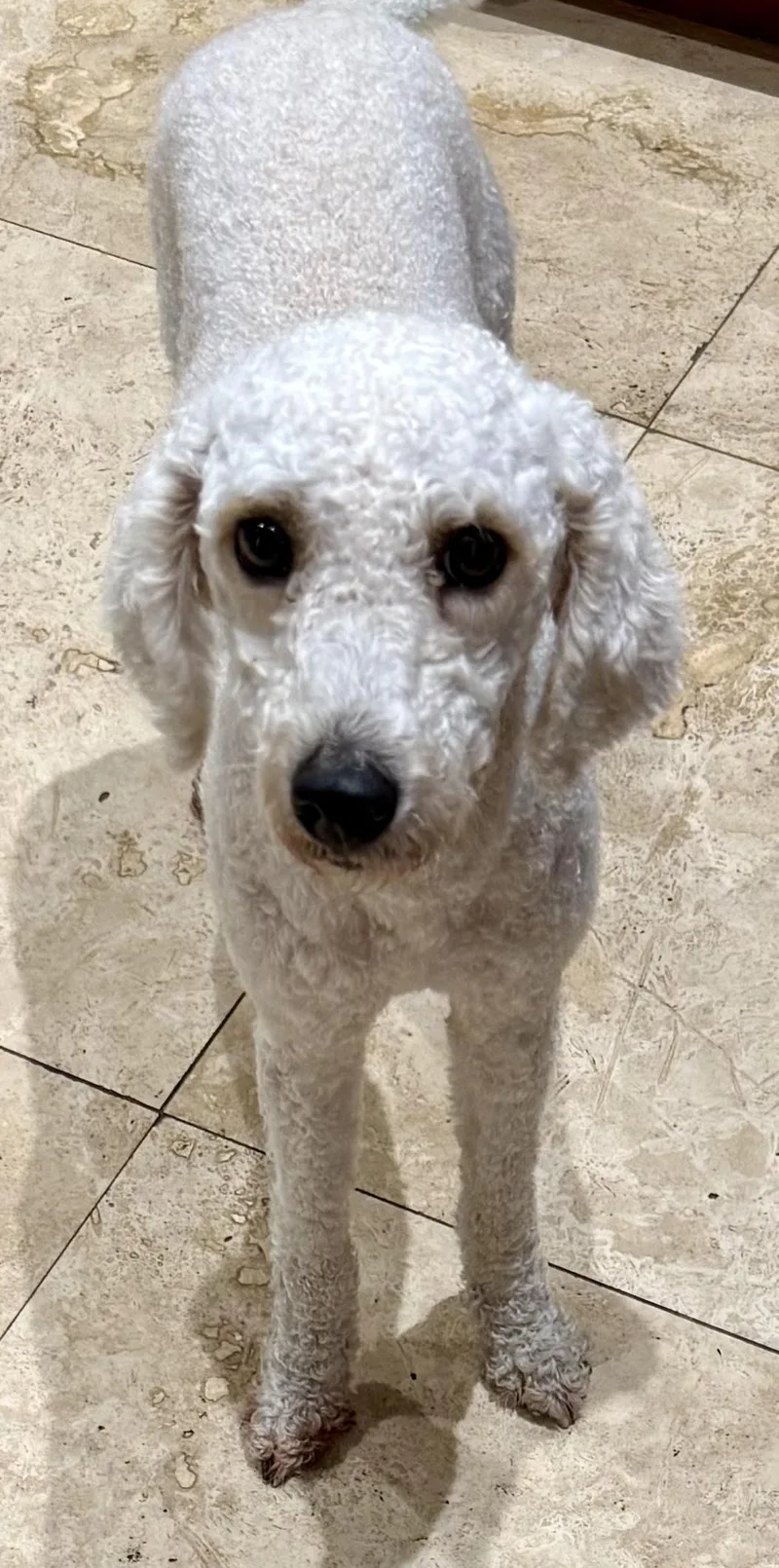 Hypoallergenic Purebred Mini Poodle thumbnail 3