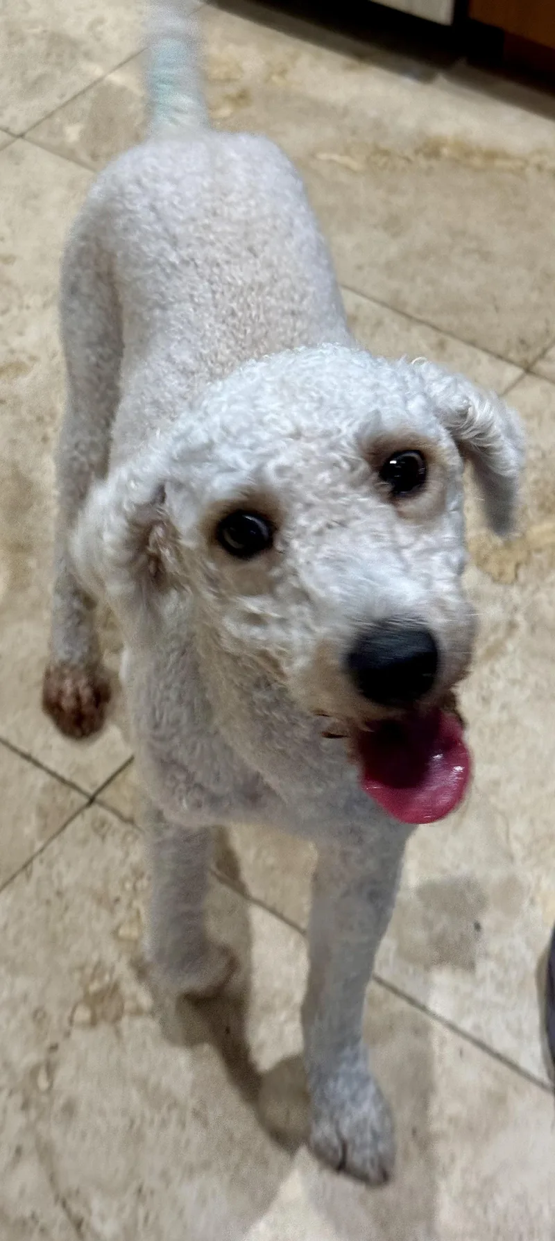Hypoallergenic Purebred Mini Poodle thumbnail 4
