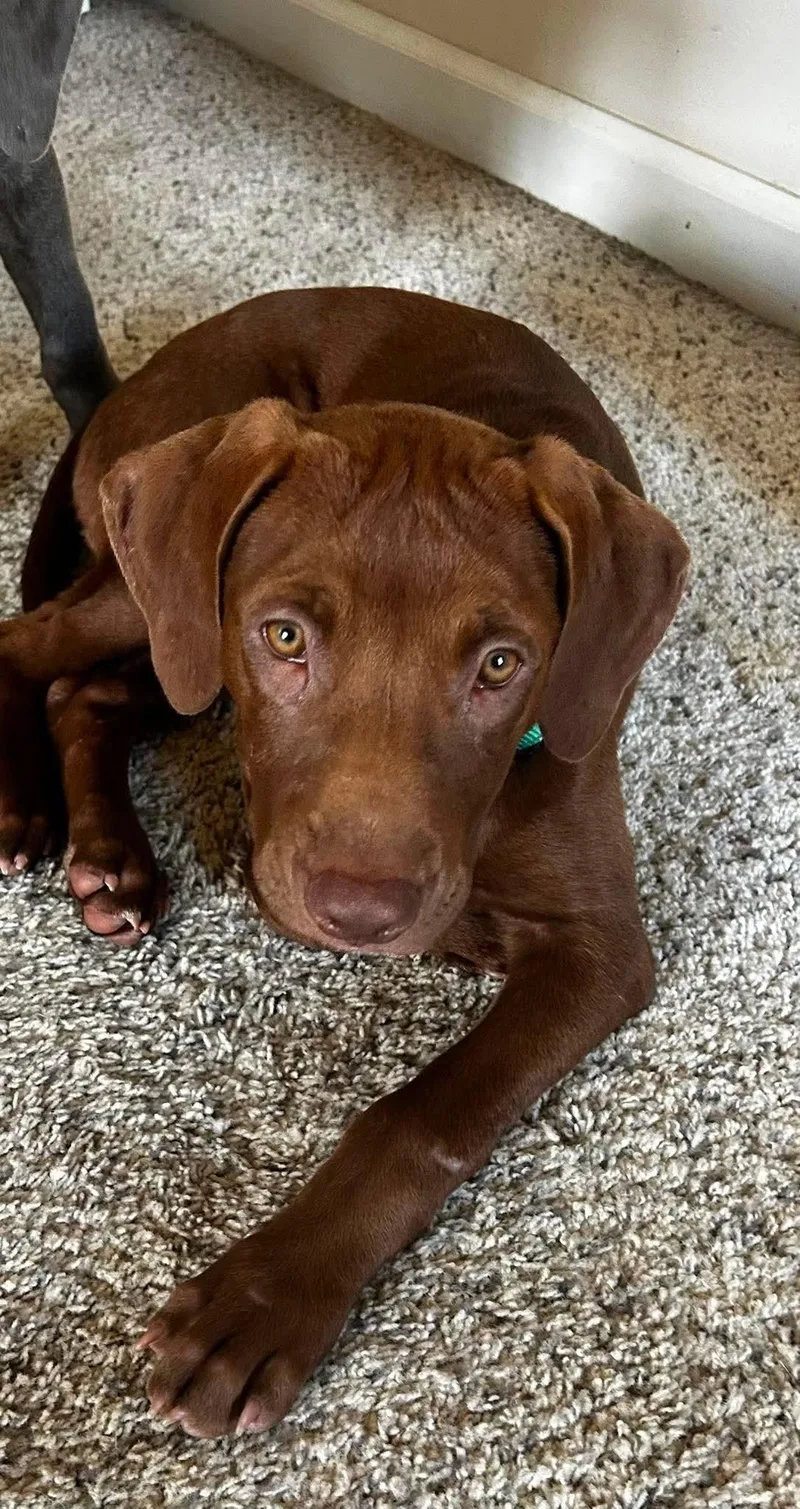 A baby large-sized male Brown / Chocolate Mixed Breed dog named Hershey for adoption in Kenosha, WI