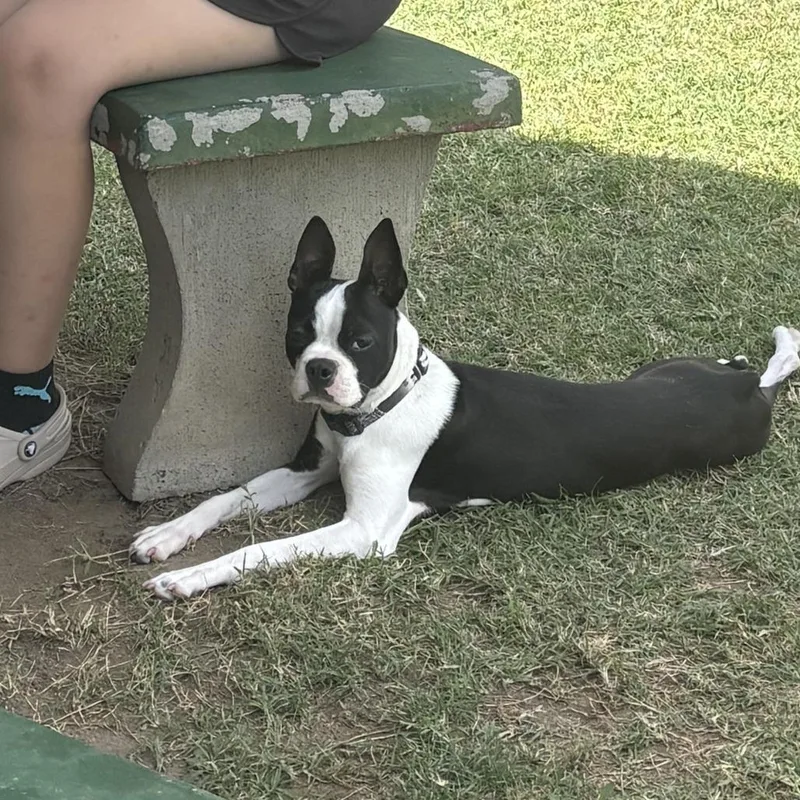 Daisy