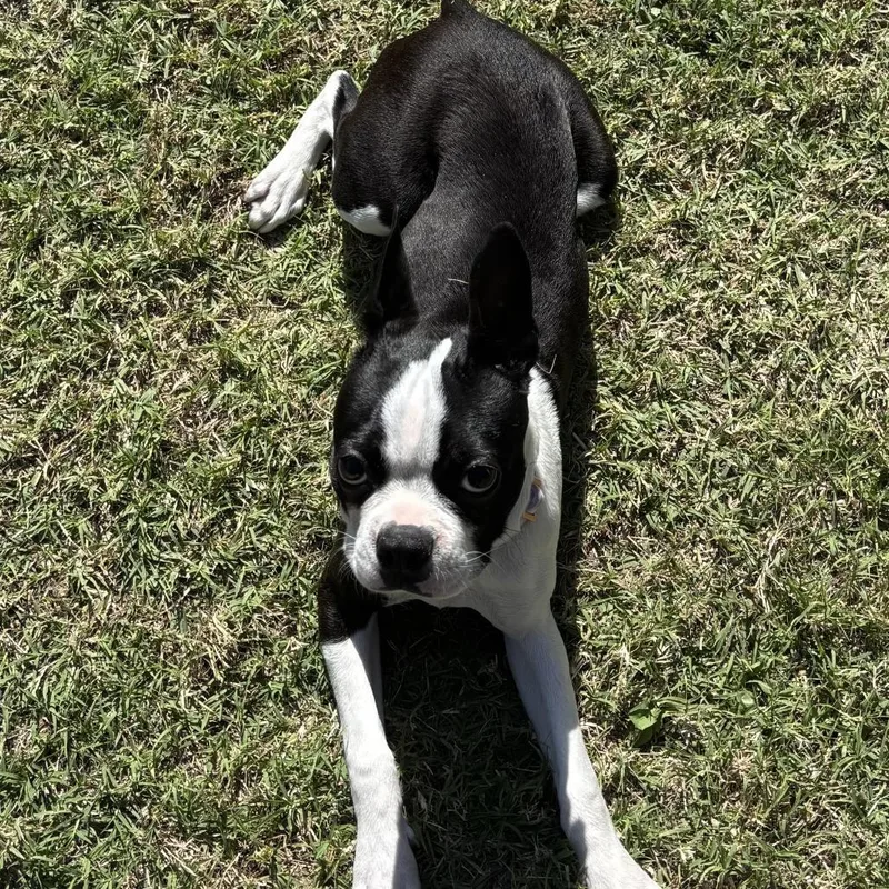 Daisy thumbnail 2