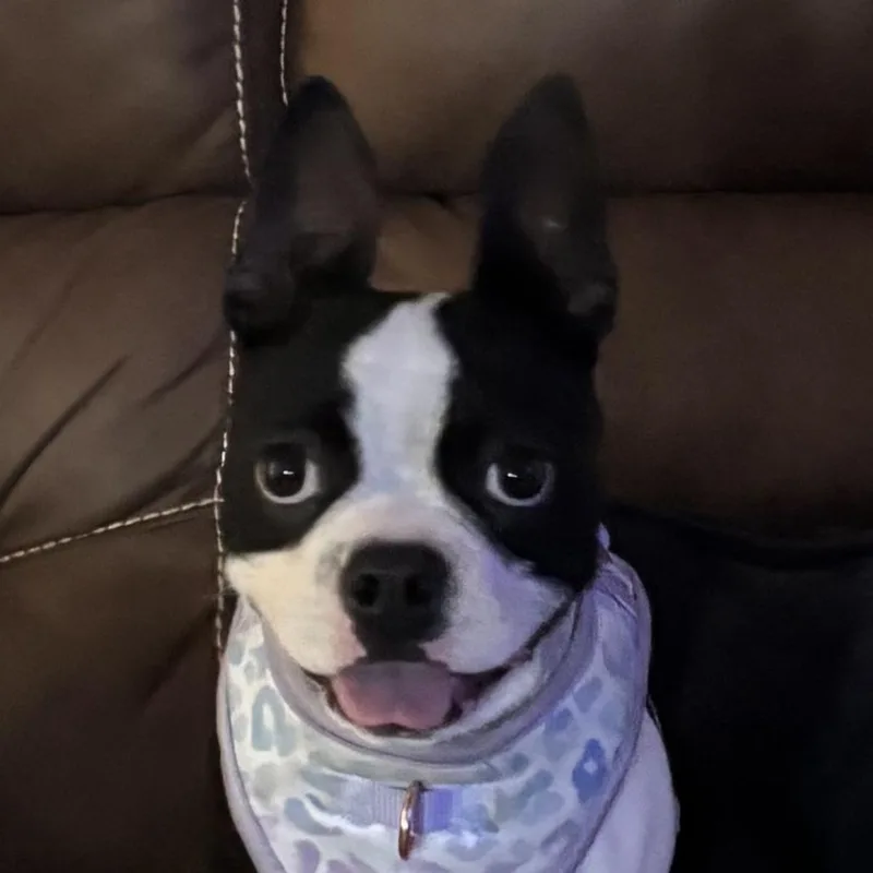 Daisy thumbnail 3