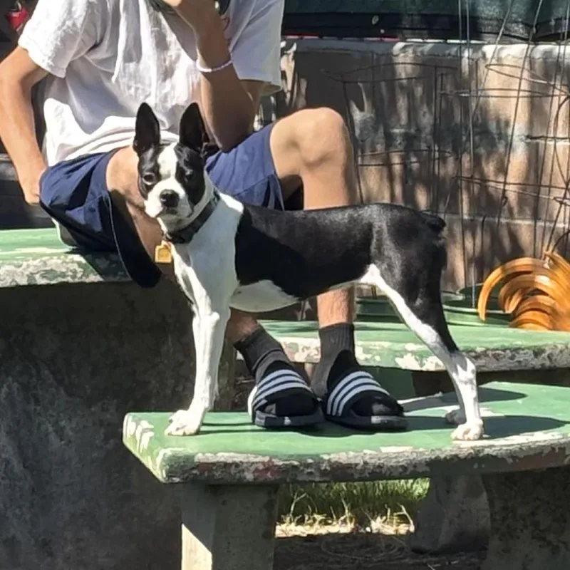 Daisy thumbnail 4