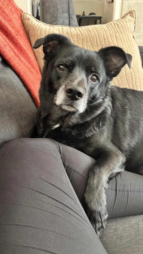 An adult medium-sized male Chihuahua dog named Colby for adoption in Escondido, CA