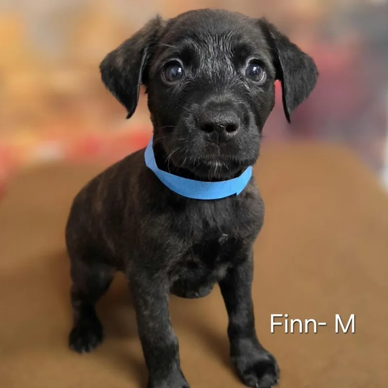 A baby medium-sized male Retriever dog named Finn for adoption in Griswold, CT