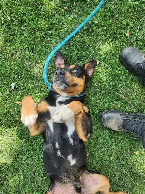A young medium-sized male Beagle dog named Holden for adoption in Bakersfield, CA
