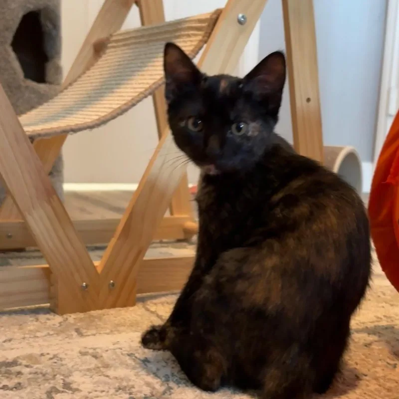 A baby small-sized female Black Domestic Short Hair cat named Bonnie for adoption in Santa Fe, TX