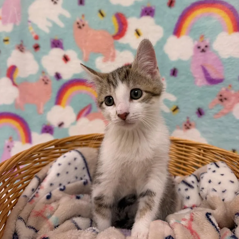 A baby small-sized male Torbie Domestic Short Hair cat named Mojito for adoption in Deerfield, IL