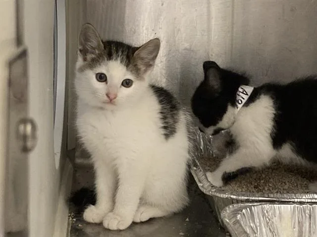 A baby small-sized female Domestic Short Hair cat named Lily for adoption in Tustin, CA