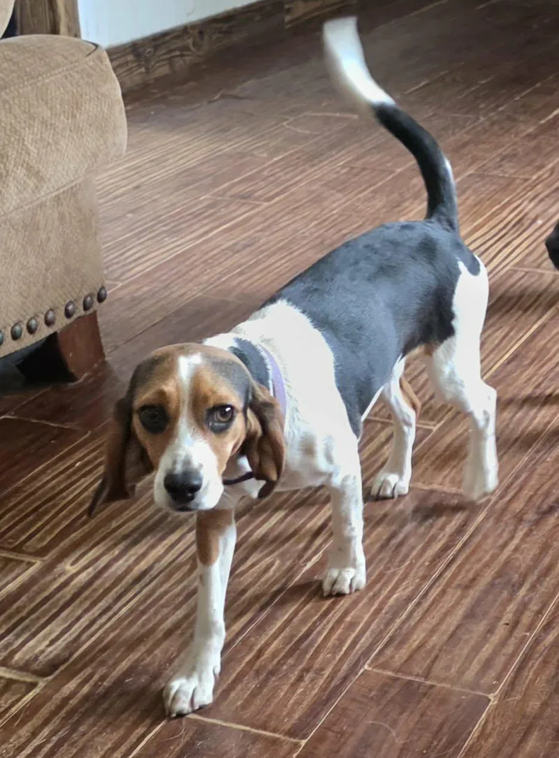 A young medium-sized female Beagle dog named Lady Tilly for adoption in TULSA, OK