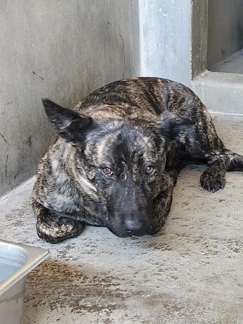 A young large-sized female German Shepherd Dog dog named A for adoption in San Bernardino, CA
