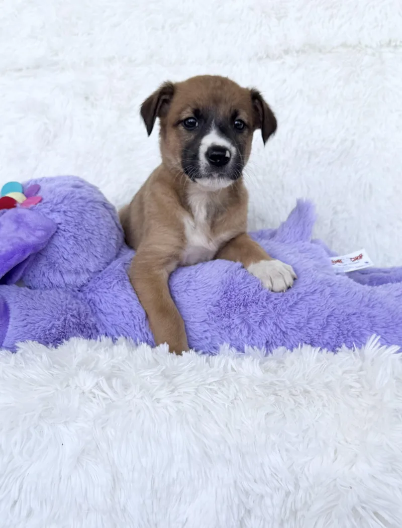 A baby small-sized female Boston Terrier dog named Cinnamon for adoption in New York, NY