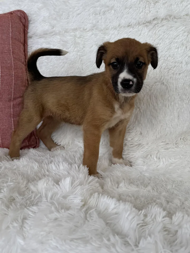 Cinnamon thumbnail 3