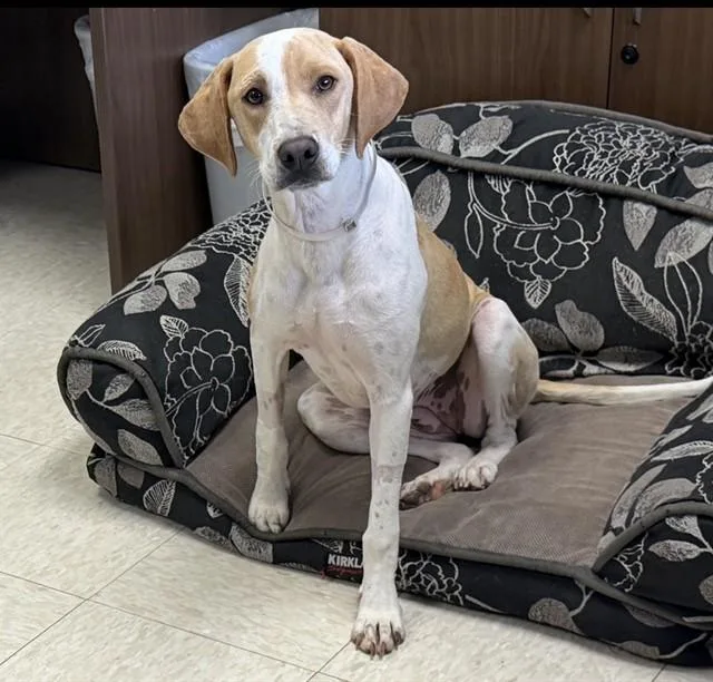 A young large-sized female Pointer dog named Tiki for adoption in Conroe, TX