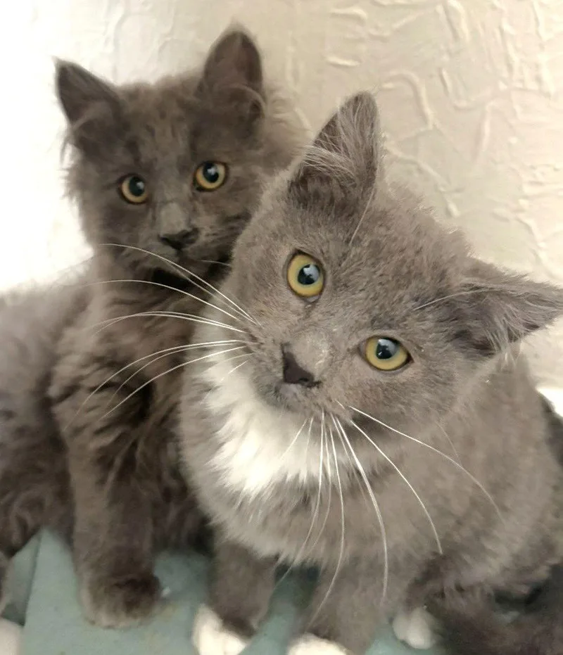 Hadley And Rowen thumbnail 2