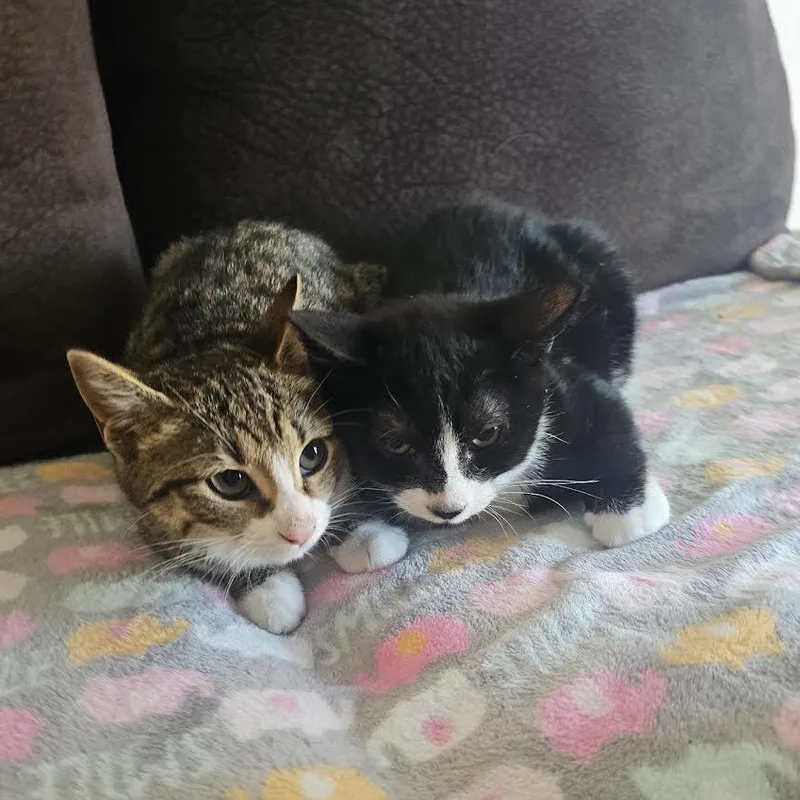 Chloe And Panda thumbnail 4