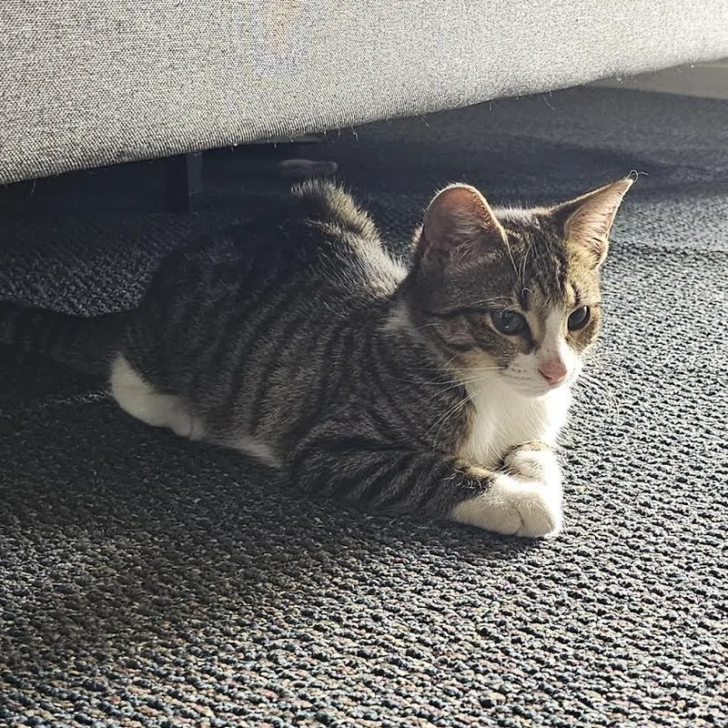 Chloe And Panda thumbnail 5