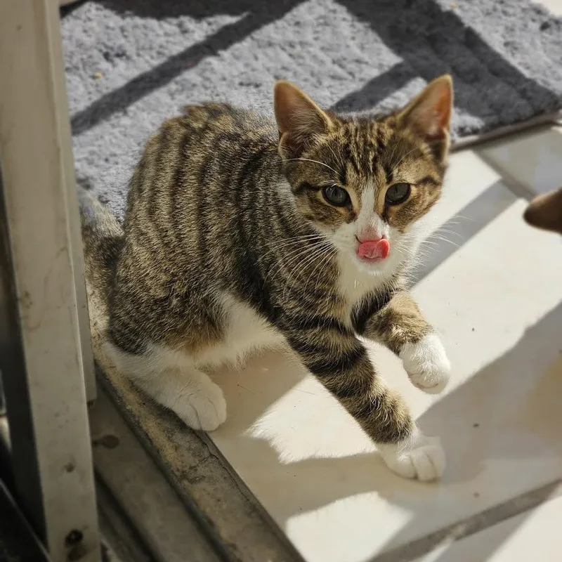 Chloe And Panda thumbnail 6