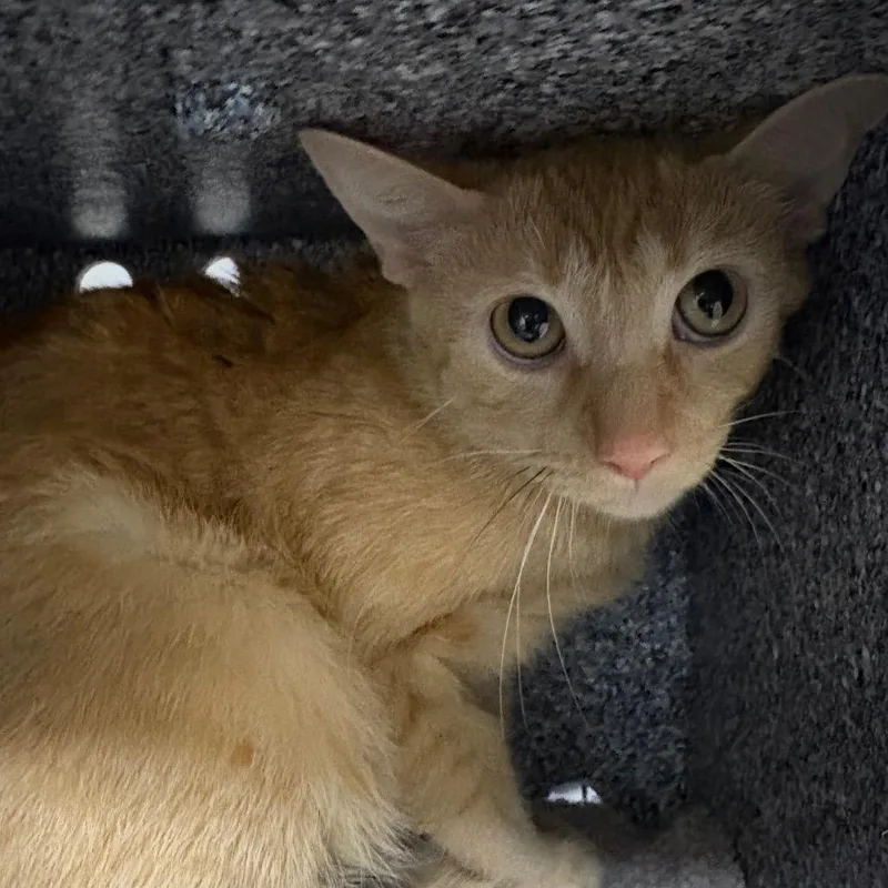 An adult medium-sized female Orange / Red Domestic Short Hair cat named Buttercup for adoption in League City, TX