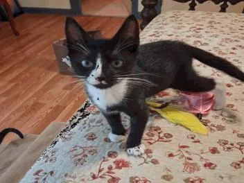 A baby small-sized female Domestic Short Hair cat named Junior Mint for adoption in Largo, FL