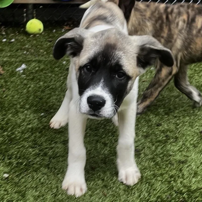 A baby small-sized male Mixed Breed dog named Thunk for adoption in South Burlington, VT
